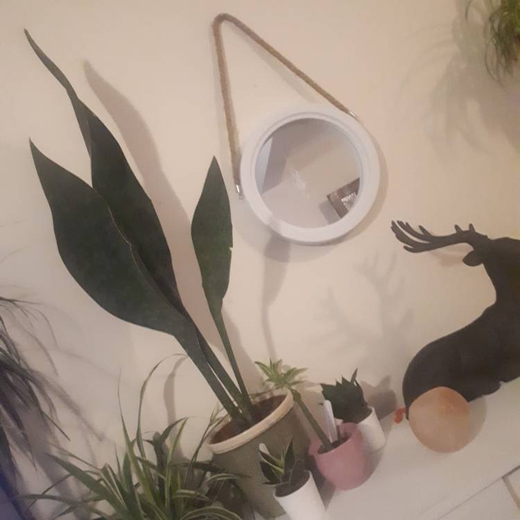 Plant image Sansevieria masoniana