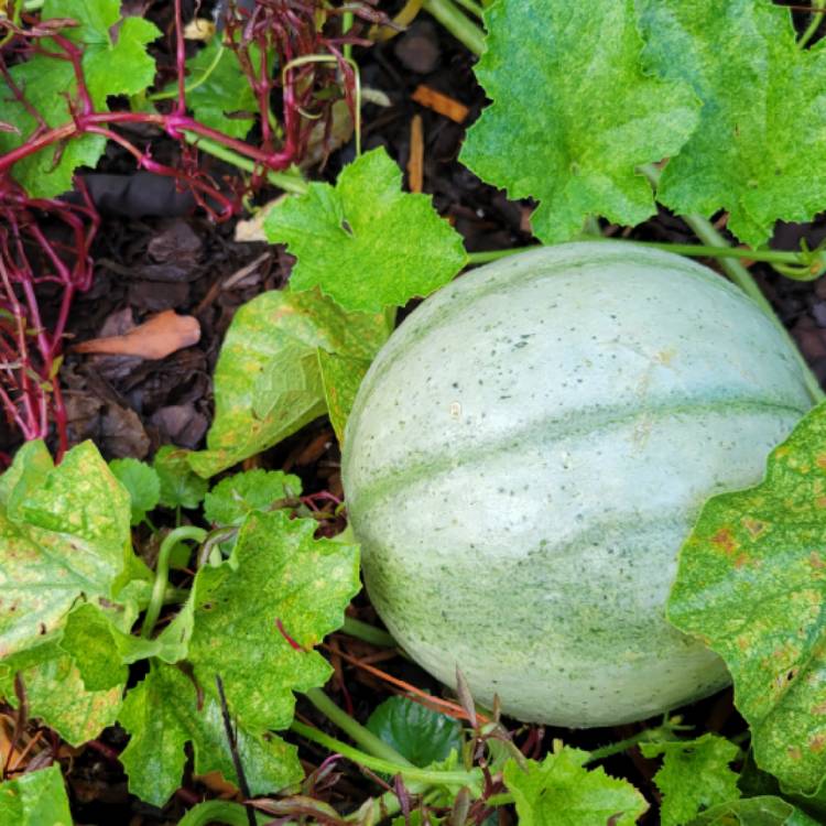 Plant image Cucumis Melo