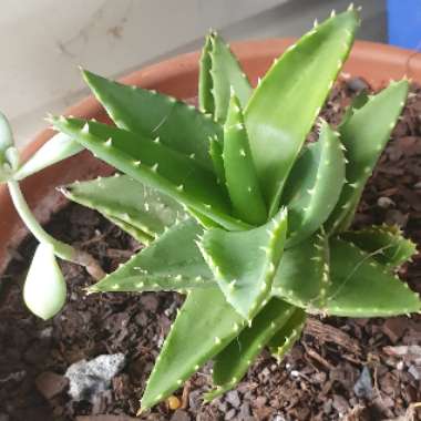 Aloe 'Juvenna'