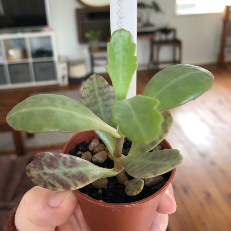 plant image 675029