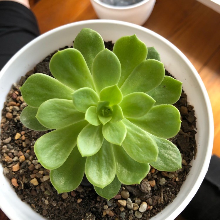 Plant image xSedeveria Green Rose