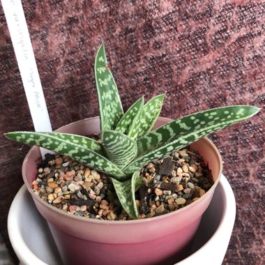 Gonialoe variegata syn. Aloe variegata