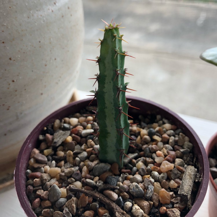 plant image 675078