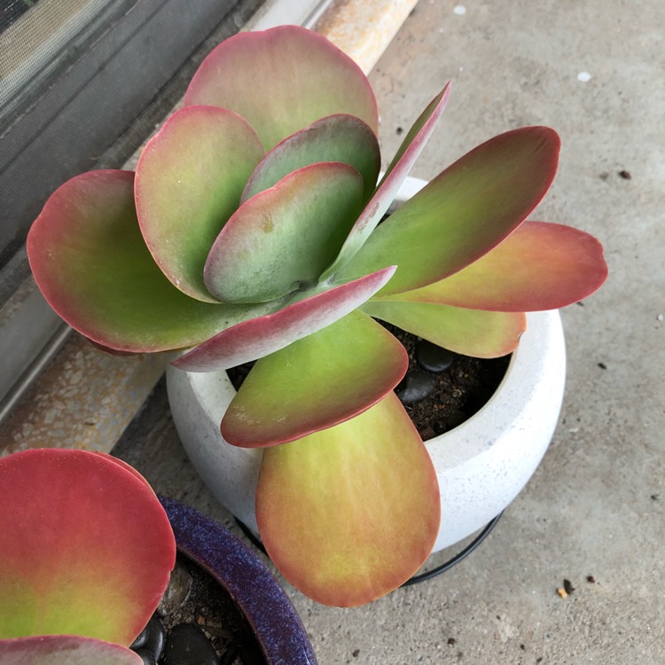 plant image 675094