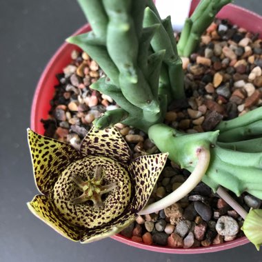 Orbea variegata