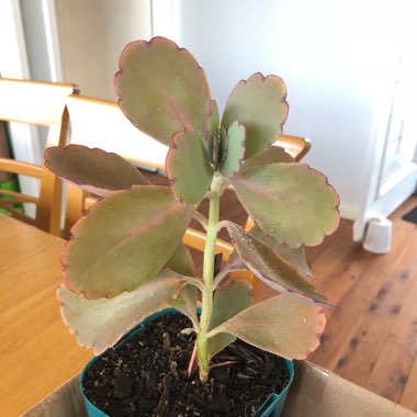 Kalanchoe Fedtschenkoi