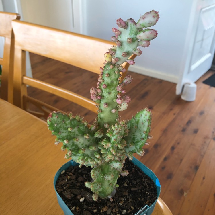 plant image 683310