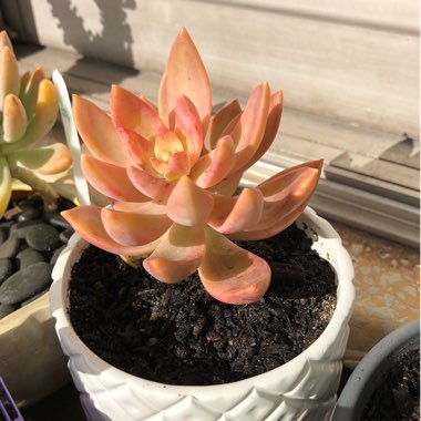 Sedum 'Pat's Pink' syn. Sedeveria 'Pat's Pink', Sedum 'Pam's Pink'