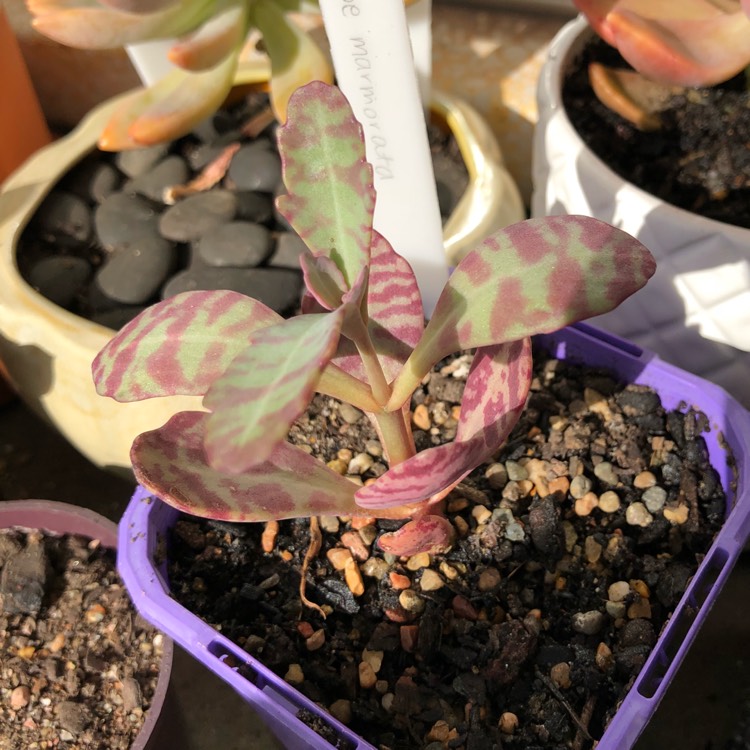 plant image 699962