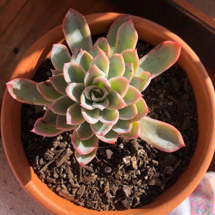 plant image 756439