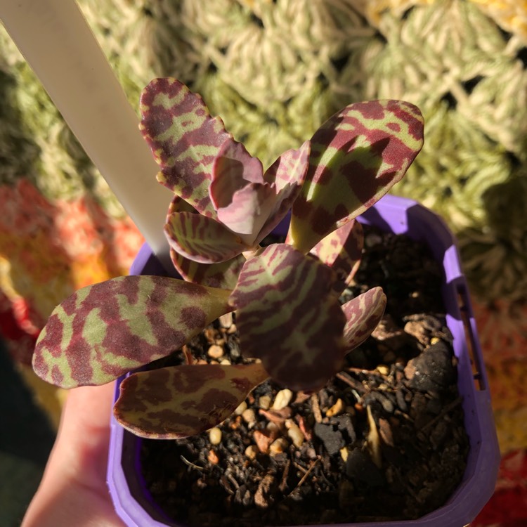 plant image 756528