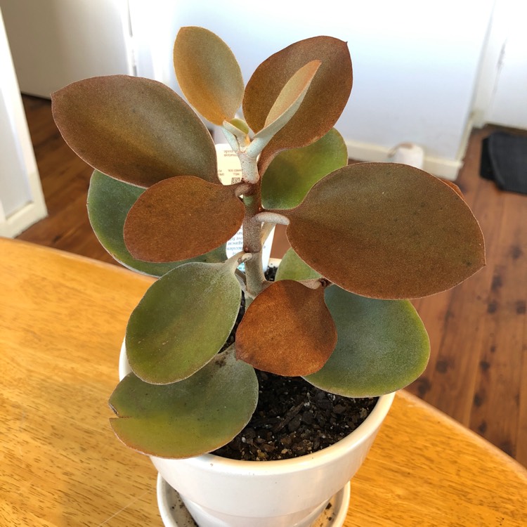 plant image 760920