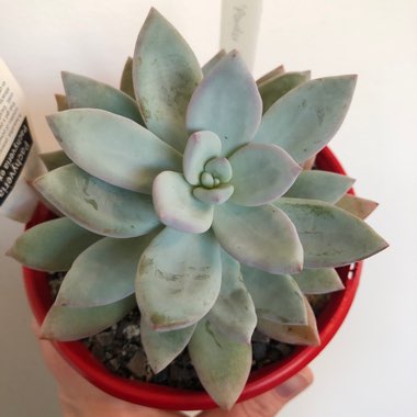 Pachyveria 'Powder Puff'