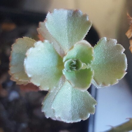 Sedum 'Dragon's Blood'