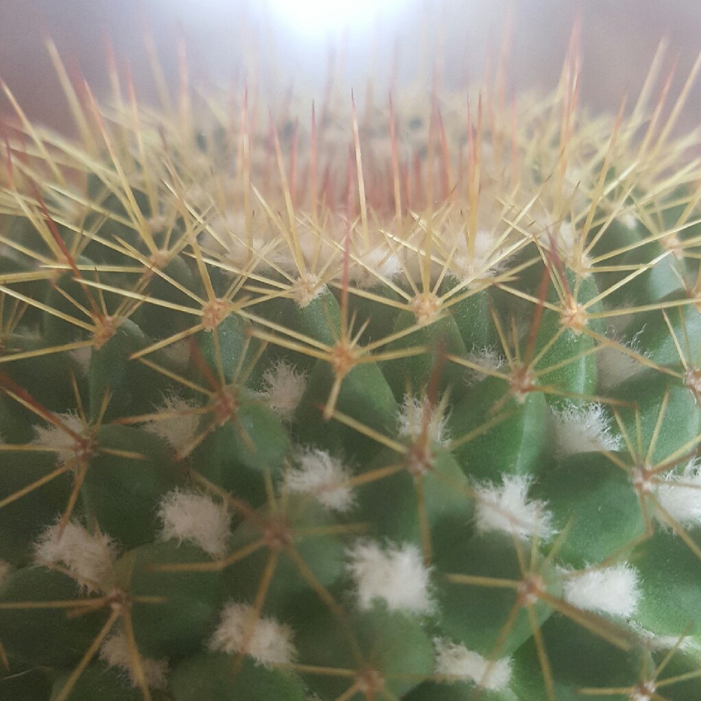 Mammillaria Marksiana