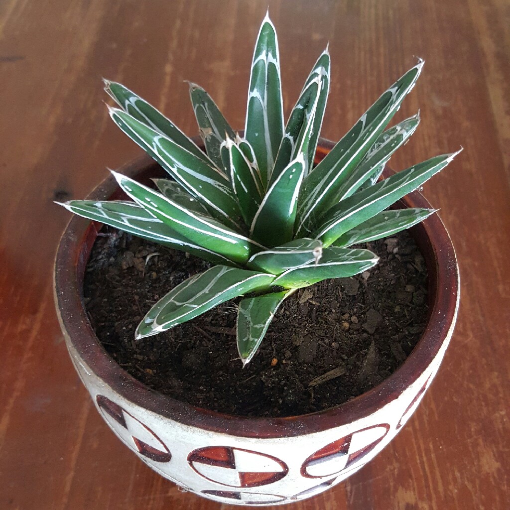 plant image 26159 plant image 26159