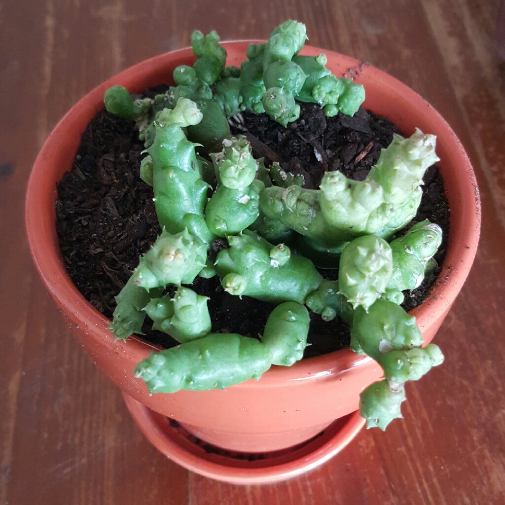 Plant image Piaranthus geminatus