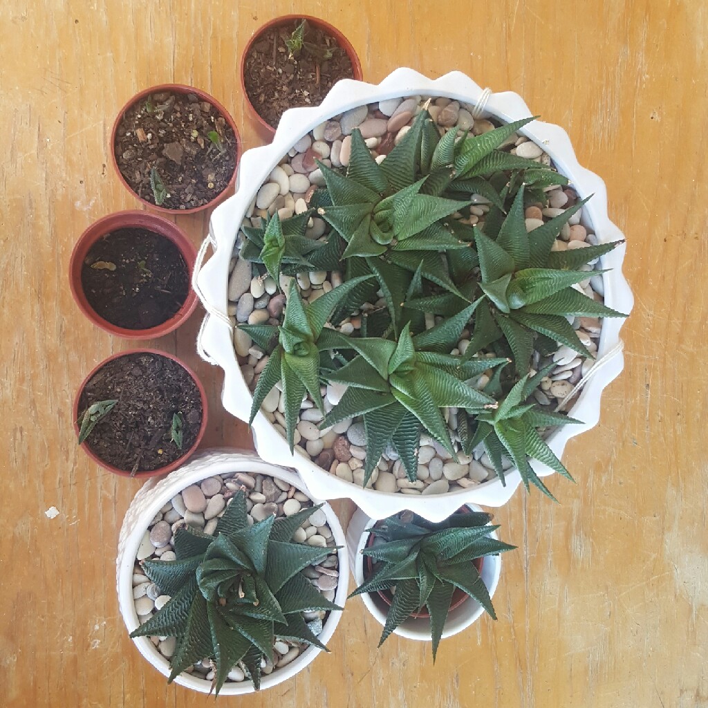 Haworthiopsis limifolia syn. Haworthia limifolia