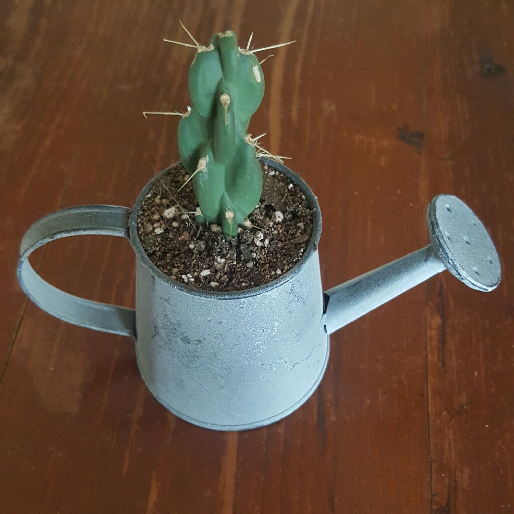 Cereus peruvianus 'Monstrosus'