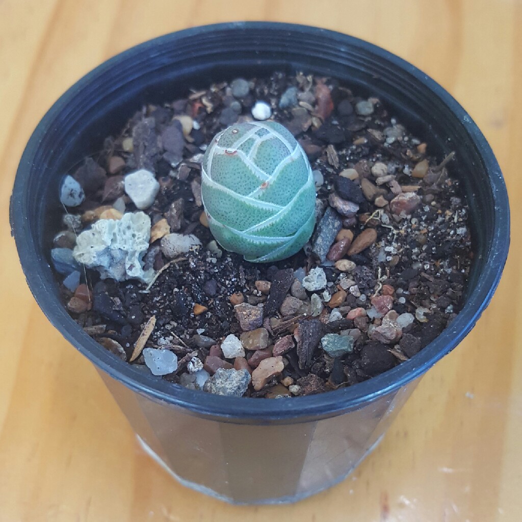 Plant image Crassula 'barklyi'