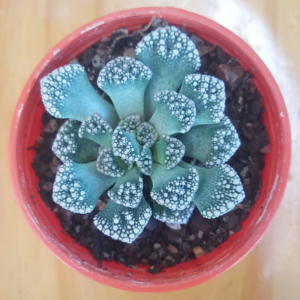 Plant image Titanopsis Calcarea (Living Jewel)