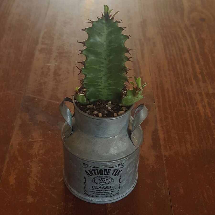 Plant image Euphorbia Lactea