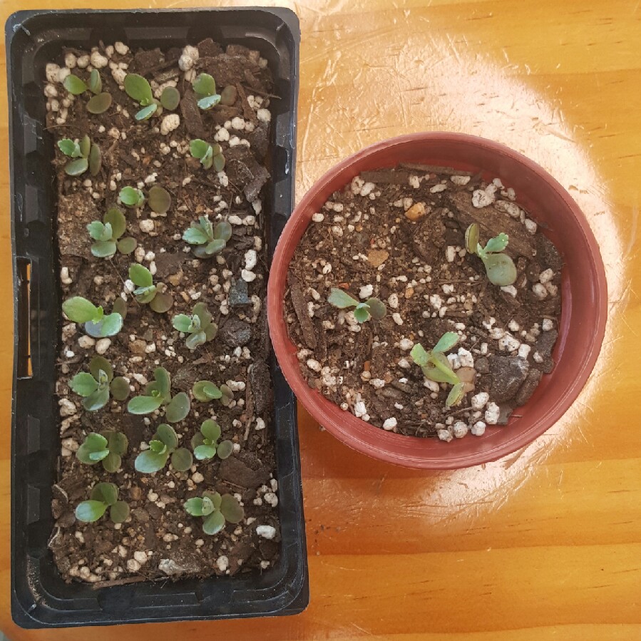plant image 80298