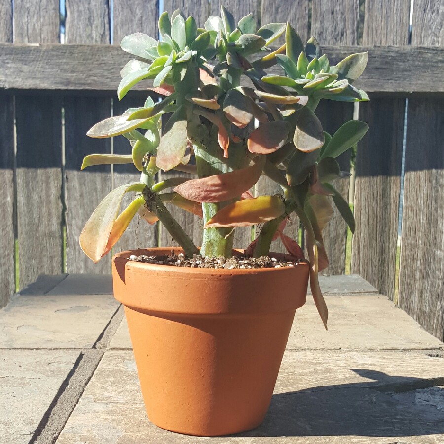 Becky's garden