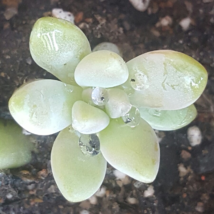 Becky's garden