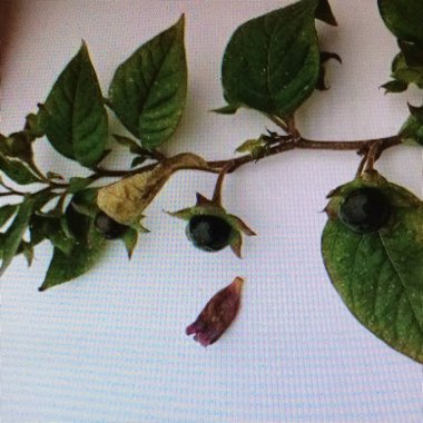 Atropa belladonna