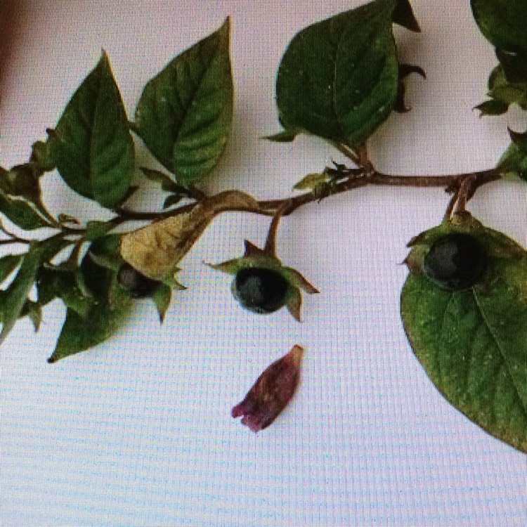 Plant image Atropa belladonna