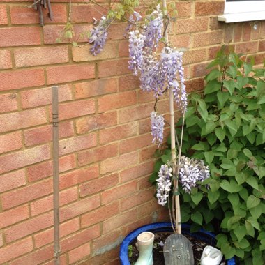 Japanese Wisteria
