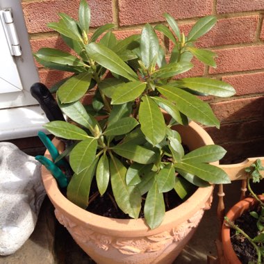 Rhododendron