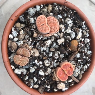 Lithops