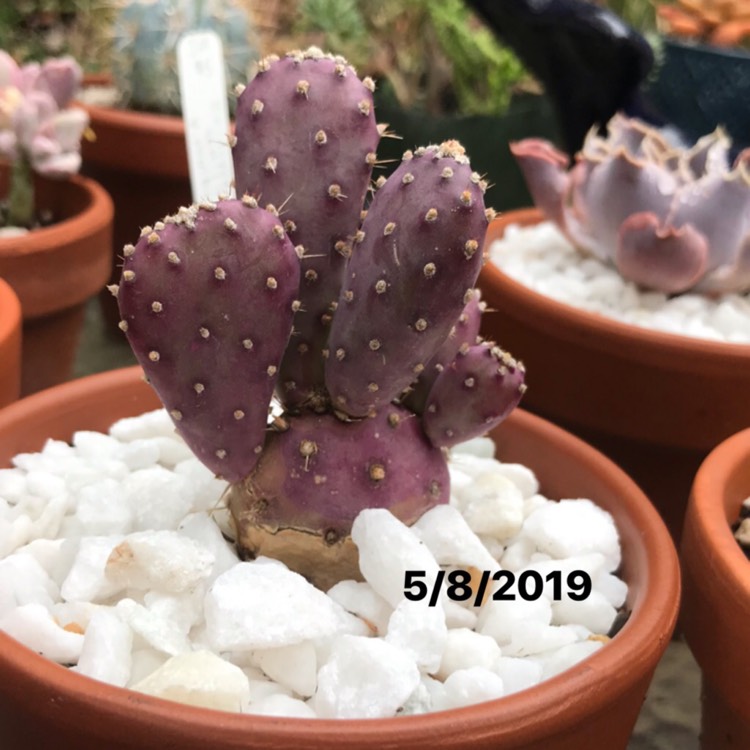Plant image Opuntia Basilaris 'Baby Rita'