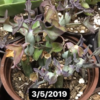 Senecio articulatus