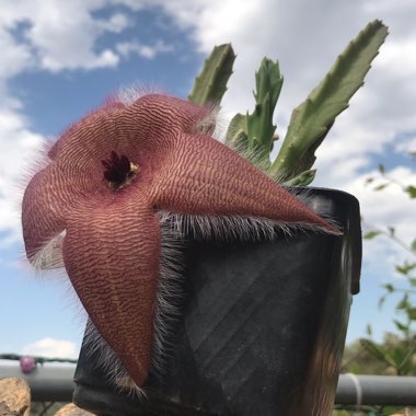 Stapelia grandiflora
