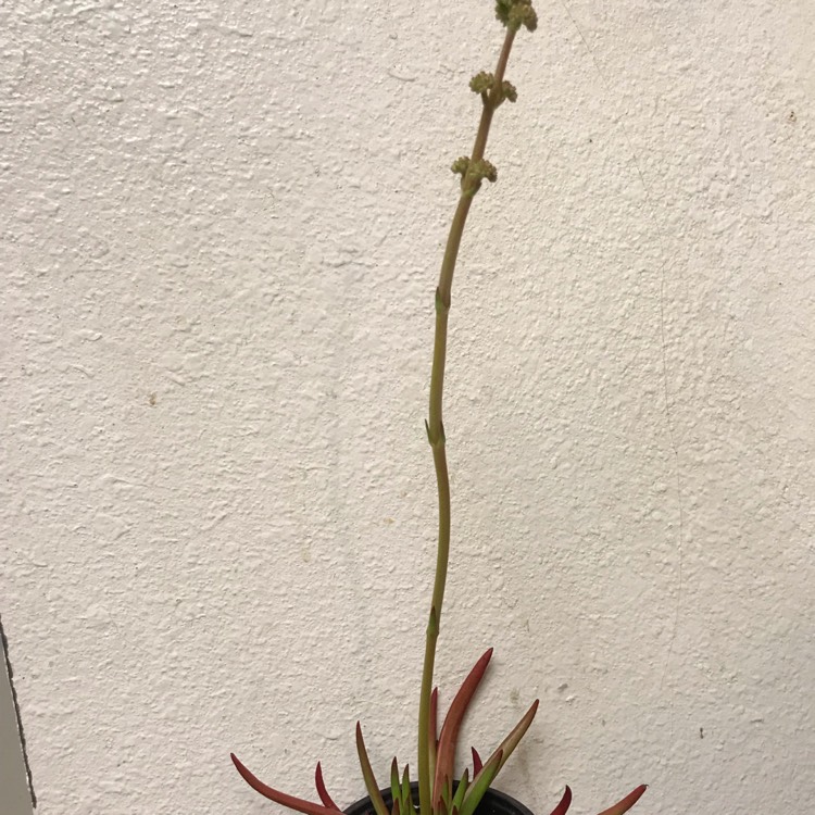 plant image 980554