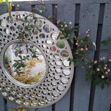 Rebecca's garden