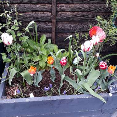 Rebecca's garden