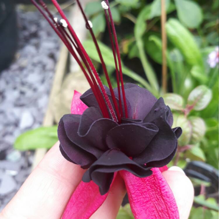 Plant image Fuchsia 'Blackie'