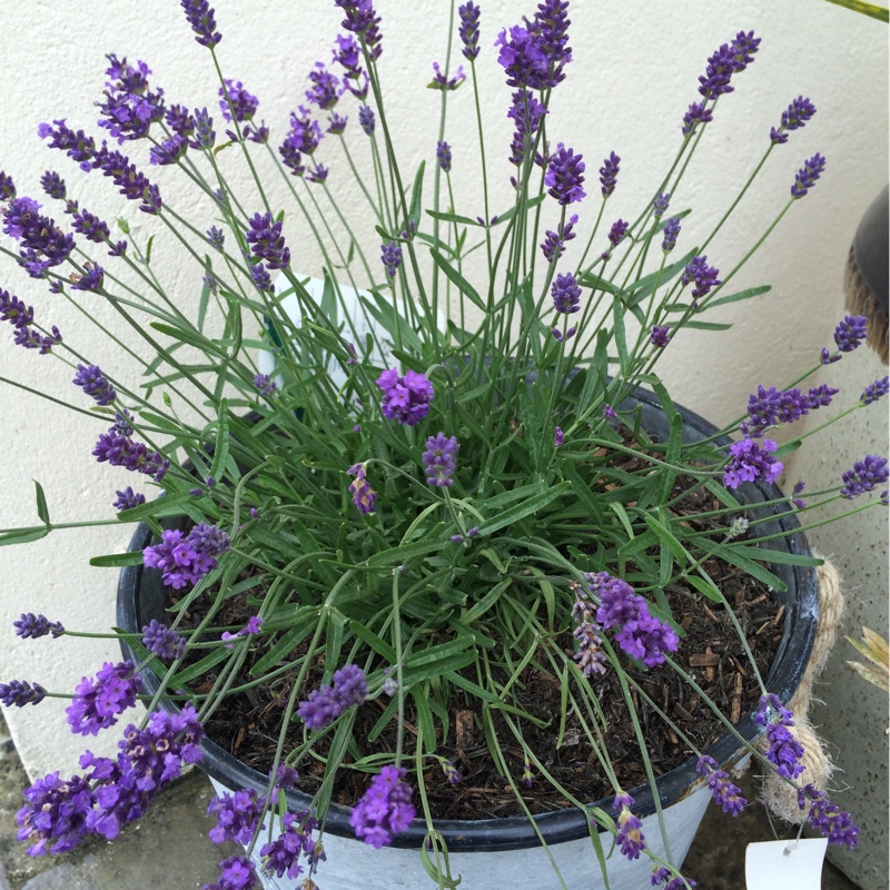 Plant image Lavandula angustifolia 'Dow4' syn. Lavandula angustifolia 'Melissa Lilac'