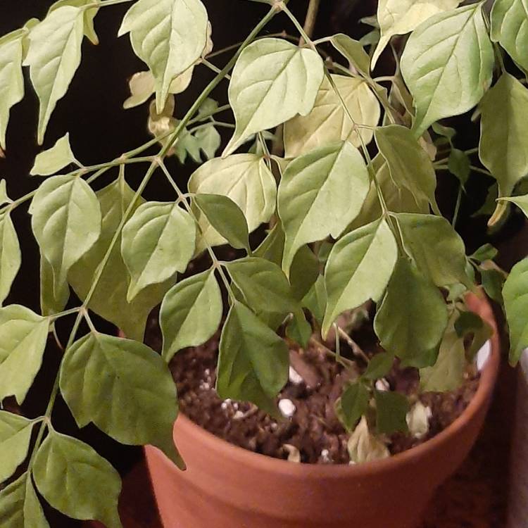 Plant image Radermachera Sinica