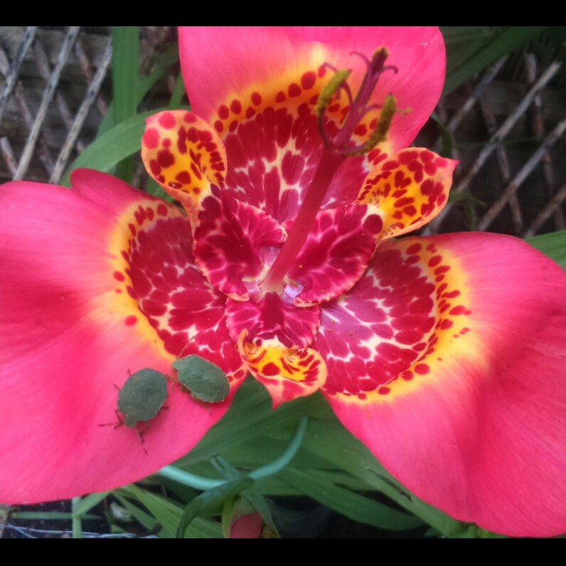 Tigridia pavonia