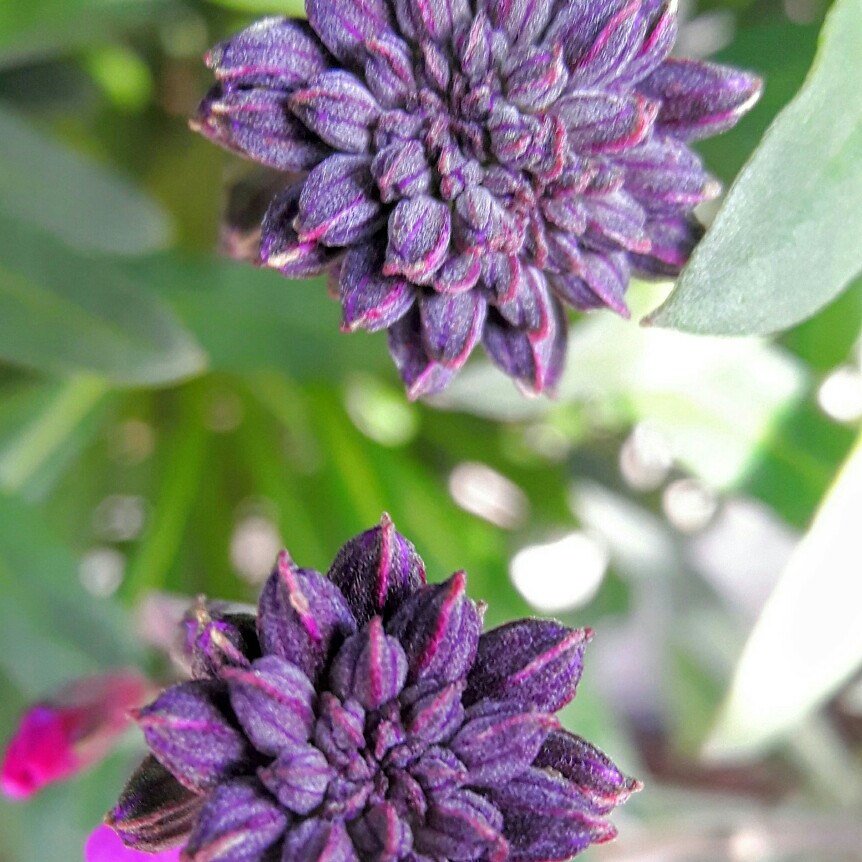 Erysimum 'Bowles's Mauve' syn. Erysimum linifolium 'Bowles' Mauve'