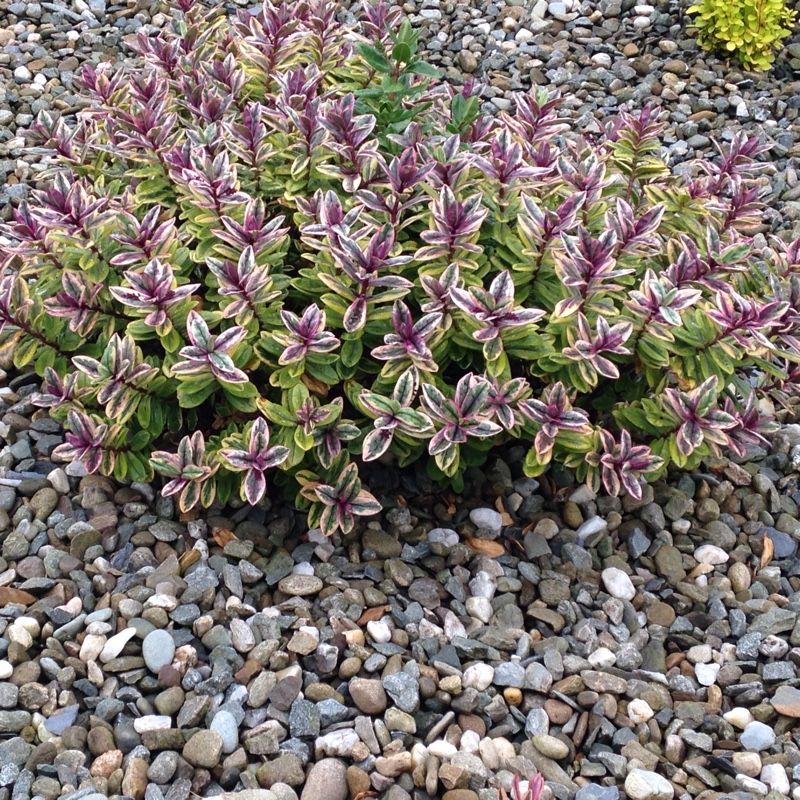 Plant image Hebe 'Sweet Dreams'