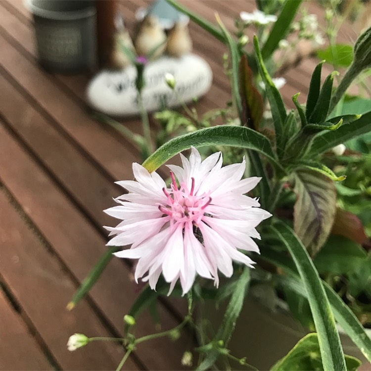 Plant image Centaurea cyanus 'Classic Romantic'
