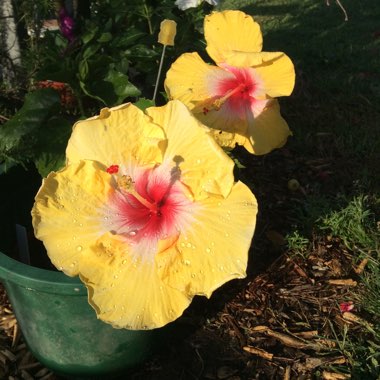 Hibiscus rosa-sinensis