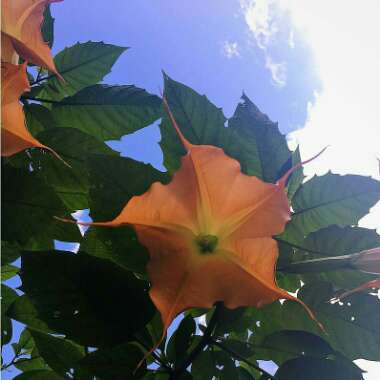 Brugmansia arborea