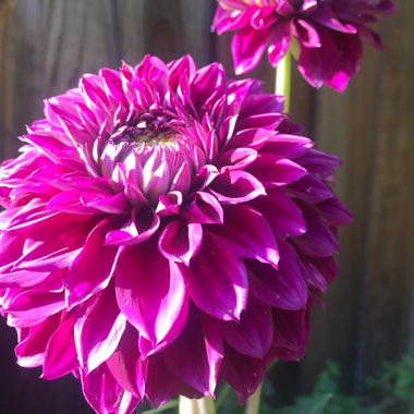 bryce's garden